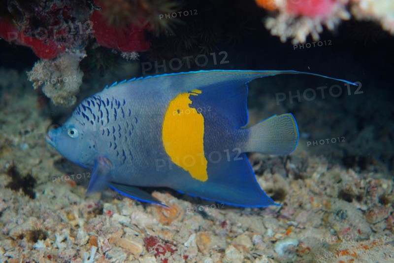 Halfmoon angelfish