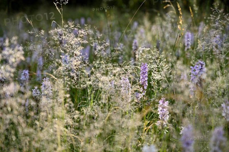 Spotted moorland spotted orchid