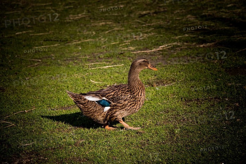 Domestic duck walking in their field
