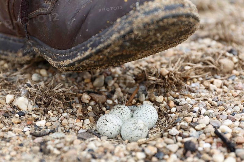 Little Ringed Plover
