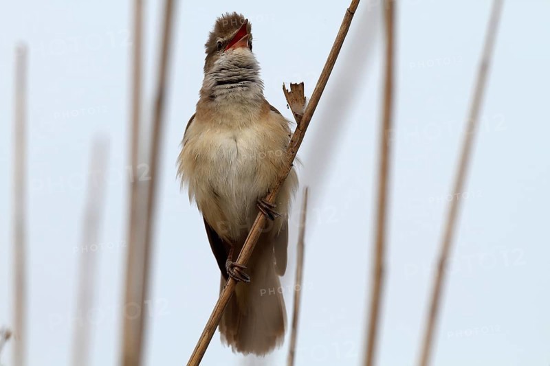 Great reed warbler