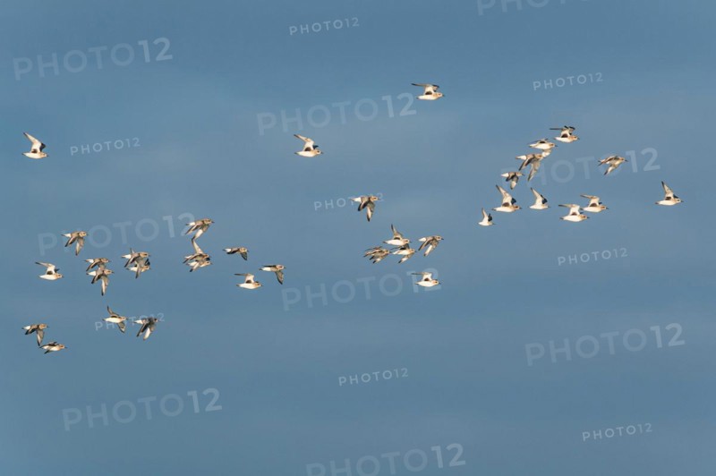 Grey Plover