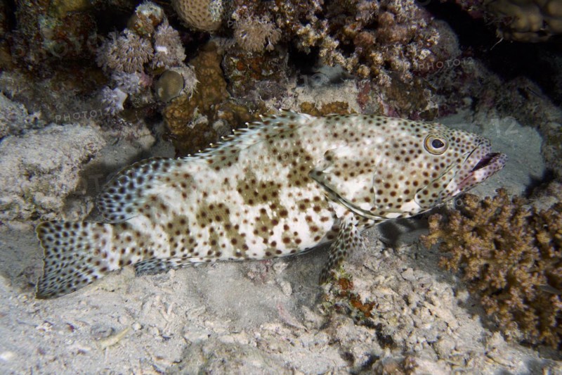 Greasy grouper