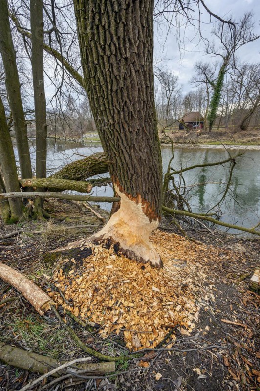 Beaver damage