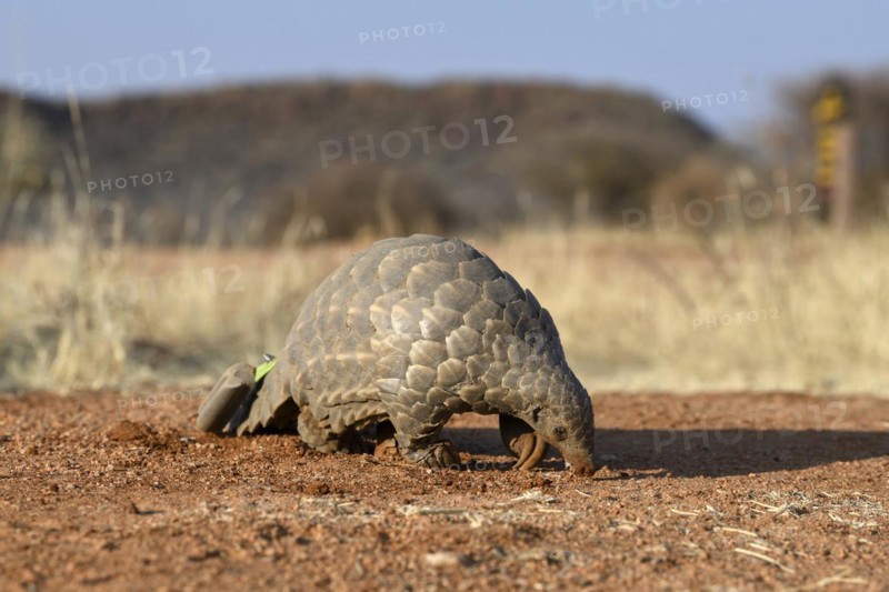 Ground pangolin