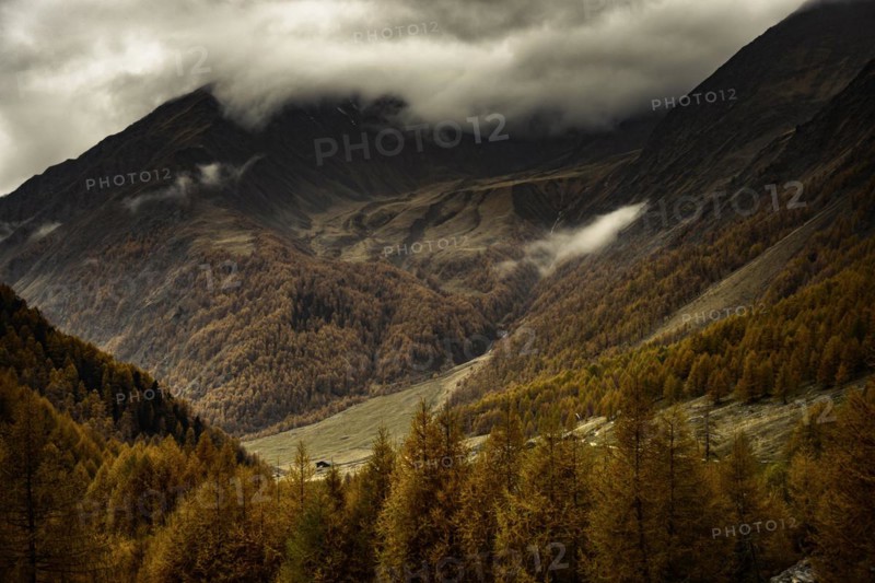 Autumn larch
