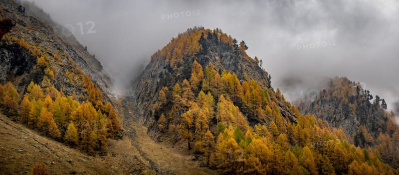 Autumn larches