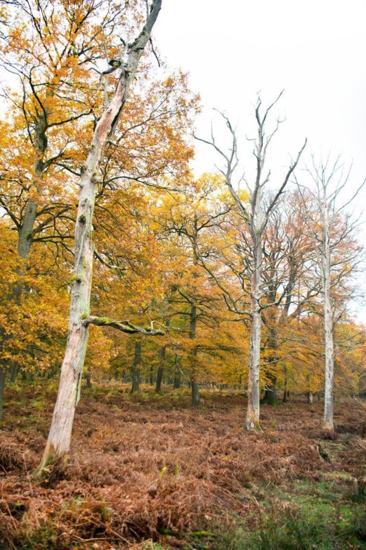 Oak