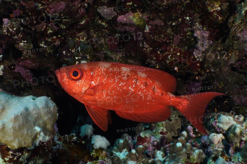 Common bigeye