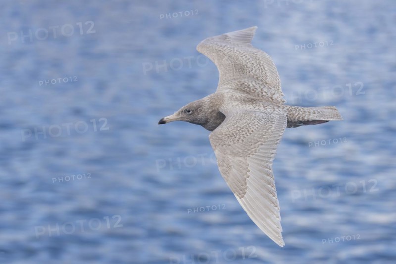 Glaucous Gull