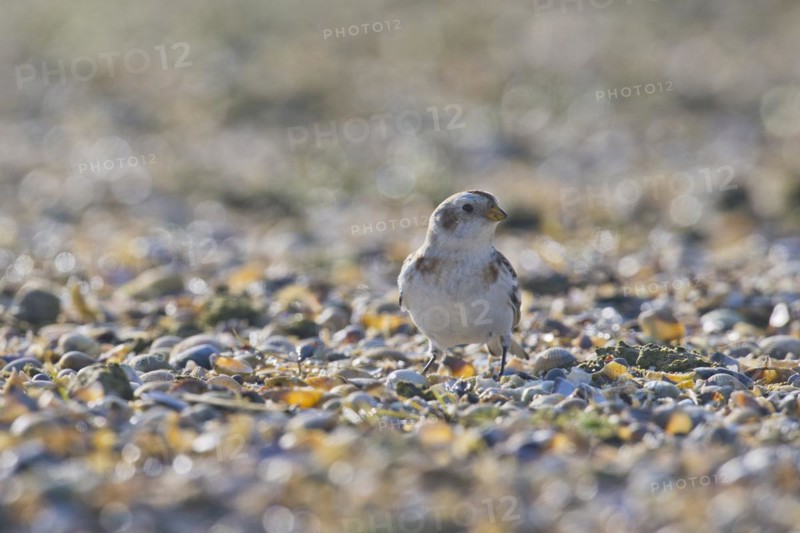 White-winged snowfinch