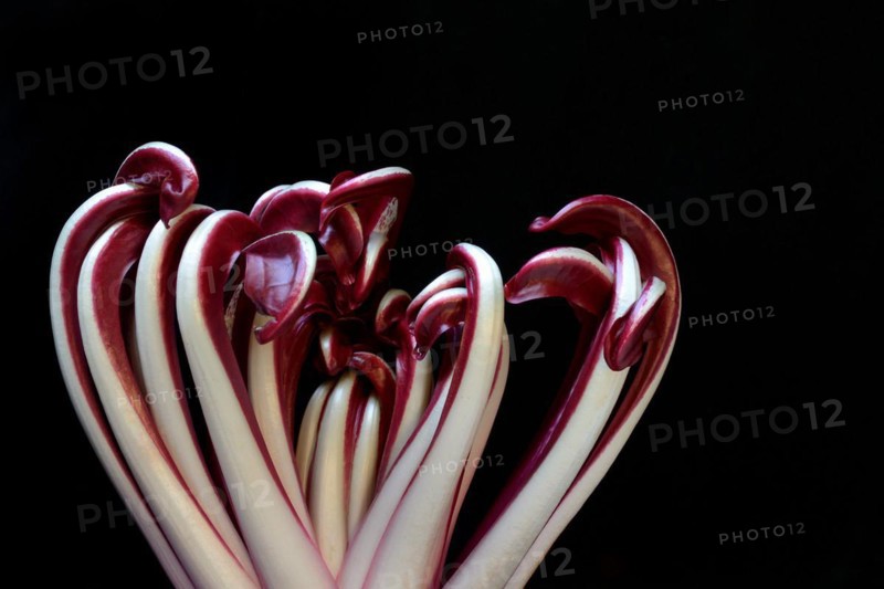 Radicchio
