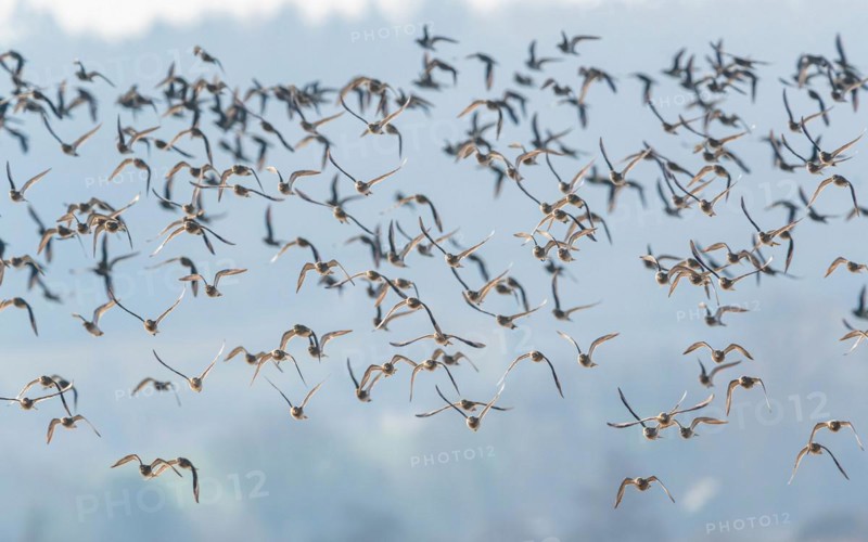 Grey Plover