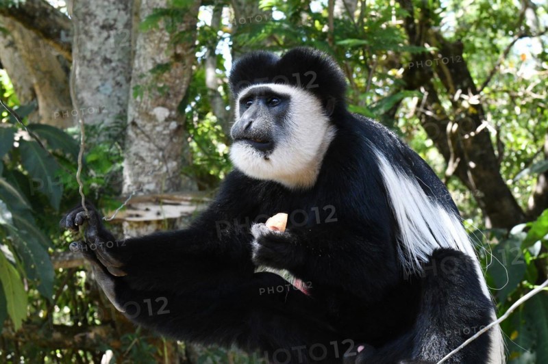 Mantled guereza