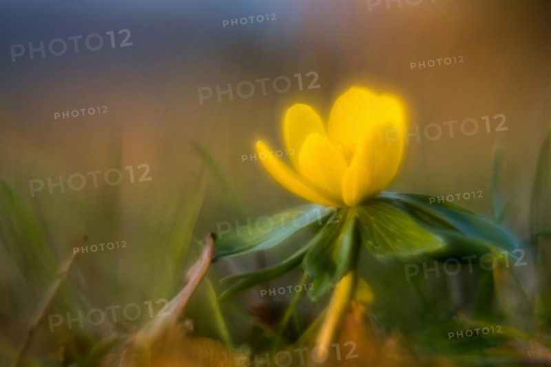 Winter aconite