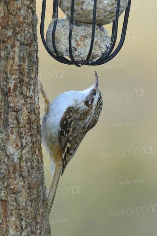 Eurasian treecreeper