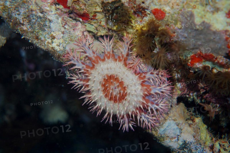 Crown-of-thorns starfish