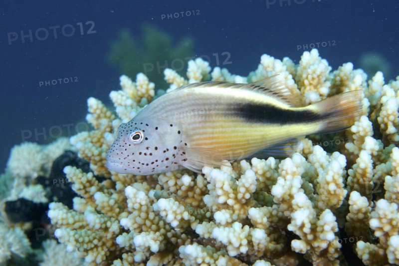 Black-sided hawkfish