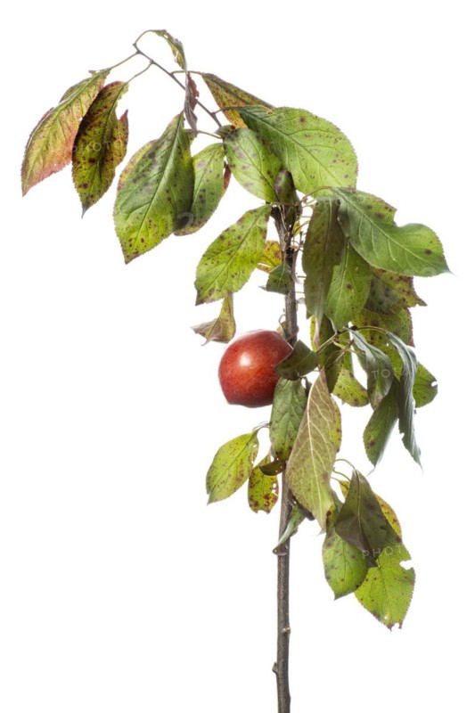 Edible myrobolane