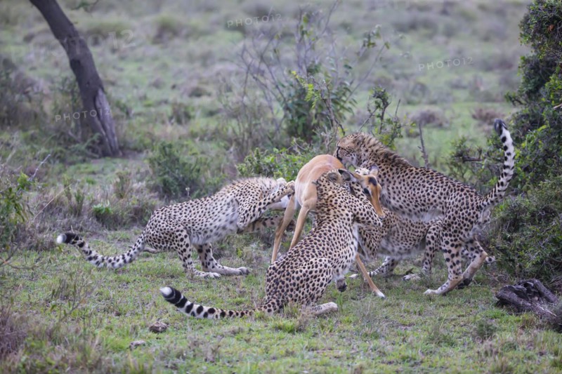 Cheetah