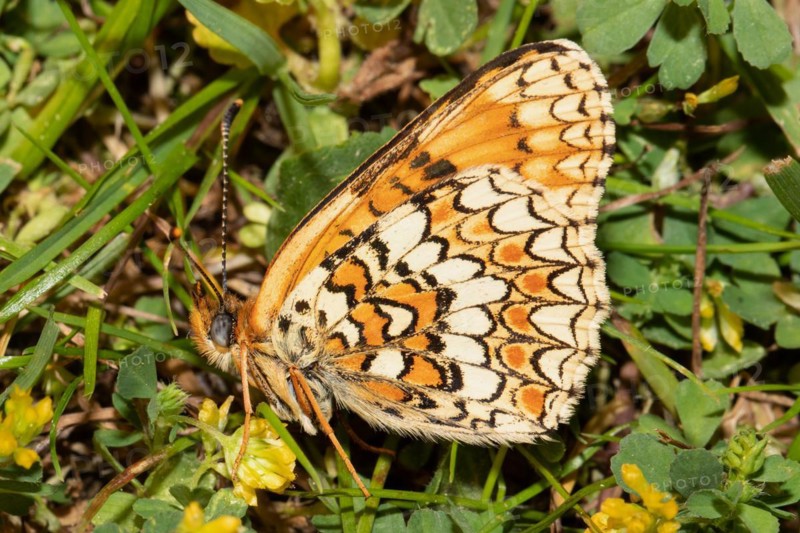 Fritillary fritillary butterfly butterfly with closed wings sitting on green grass and yellow flowers left sighted