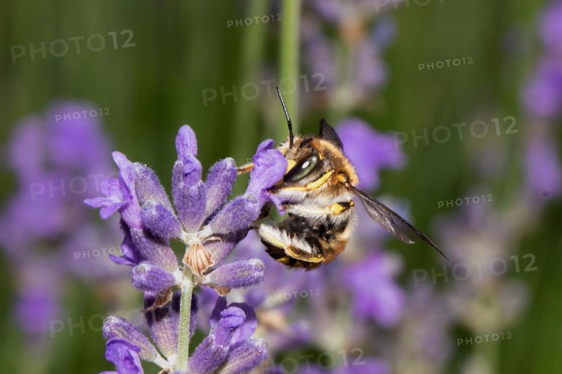 Garden Wooly Bee