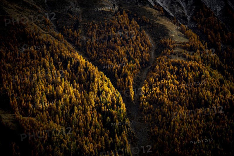 Autumn larch