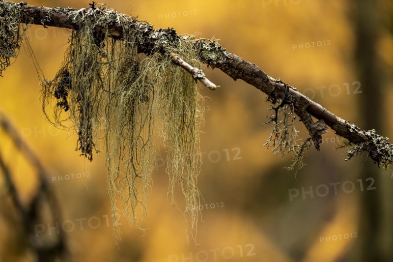 Autumn larch