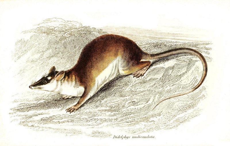Didelplujs