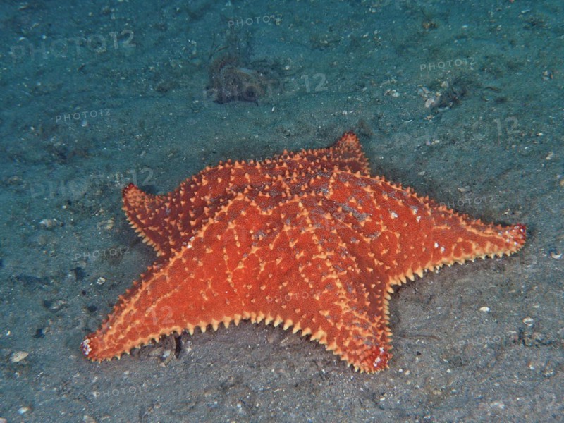 Red cushion sea star