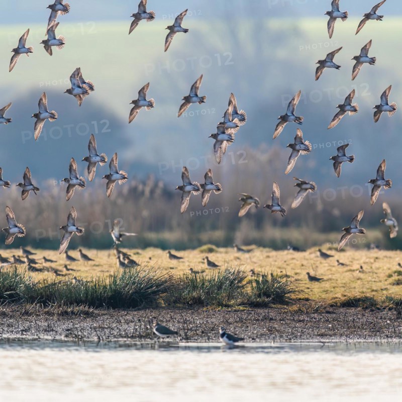 Grey Plover