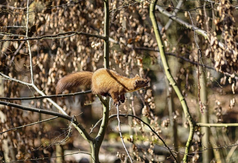 European pine marten