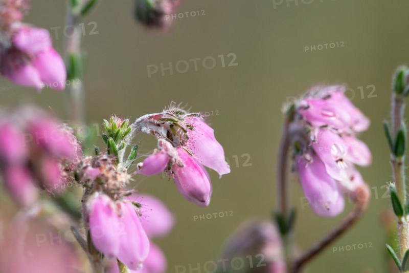 Cross-leaved heath