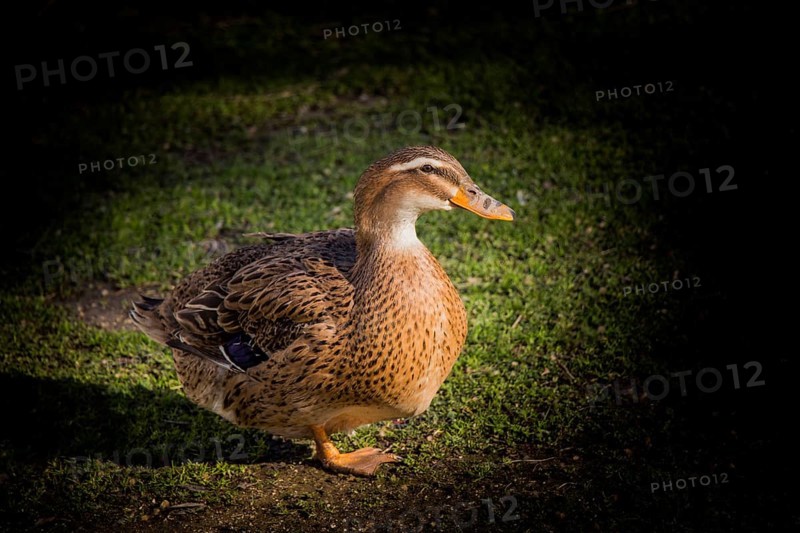 Domestic duck walking in their field