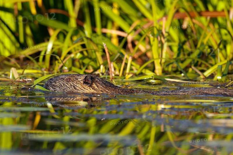 Nutria