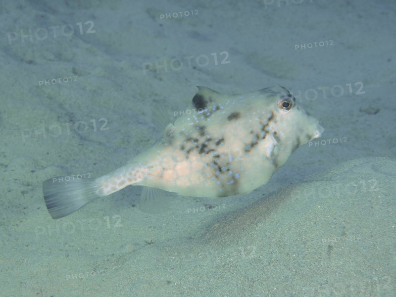Pyramid Trunkfish