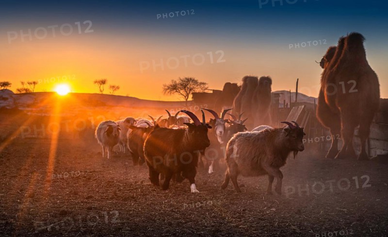 Sunset time in the nomadic family. Bulgan Province