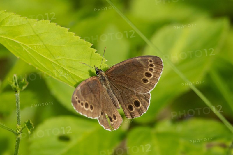 Yellow-breasted butterfly butterfly with open wings sitting on green leaf looking from behind diagonally to the left