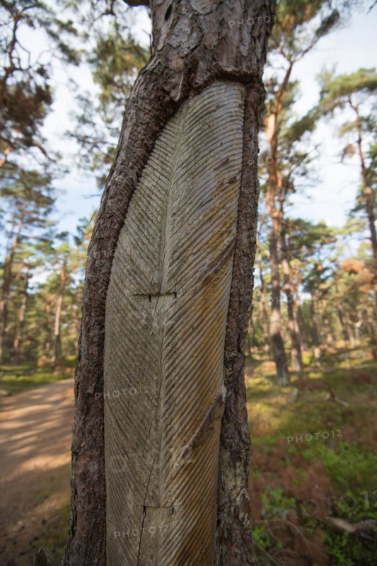 Darss primeval forest