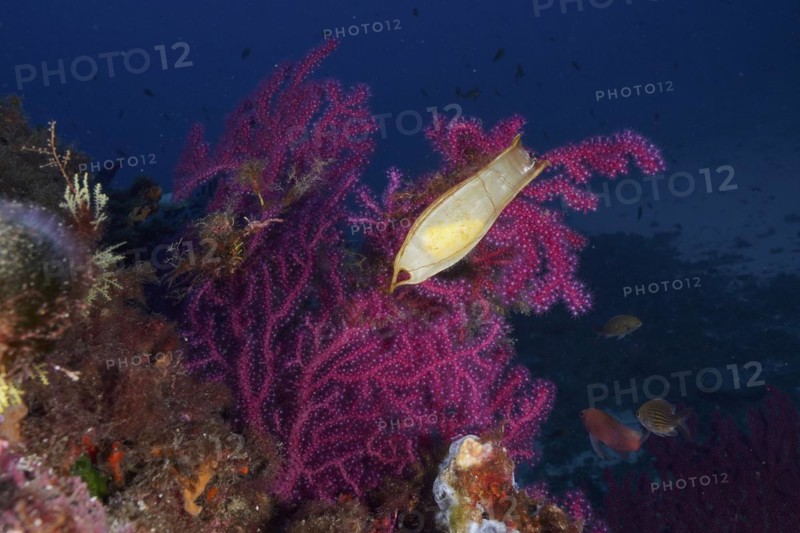 Egg capsule of nursehound