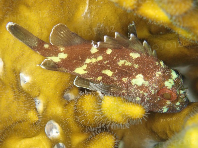 A yellow-spotted dragonhead