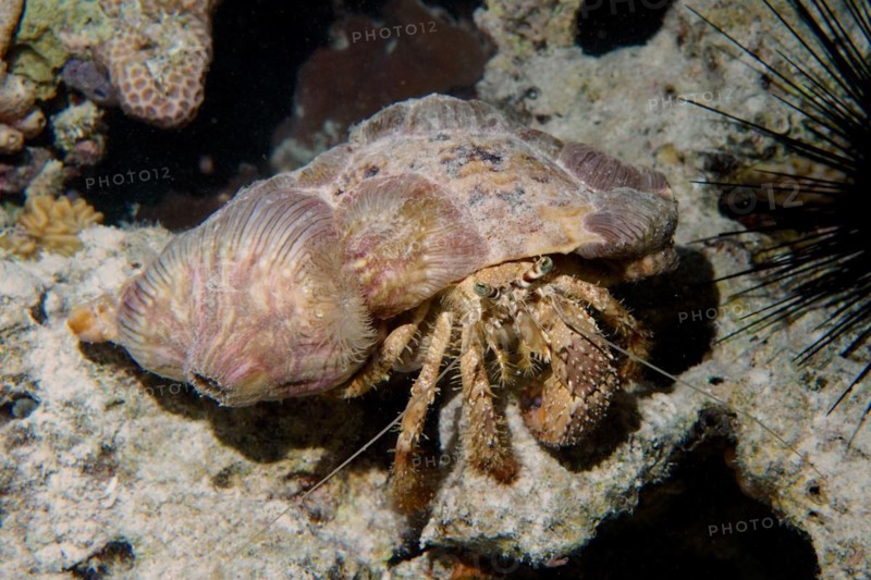 Anemone hermit crab