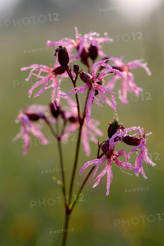 Ragged robin