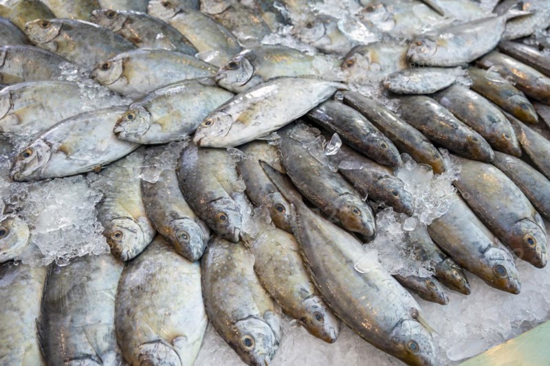 Rabbit fish