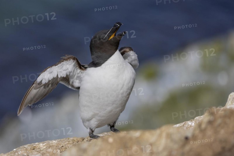 Razorbill