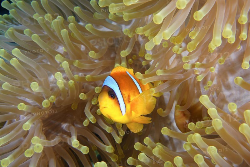 A red sea clownfish
