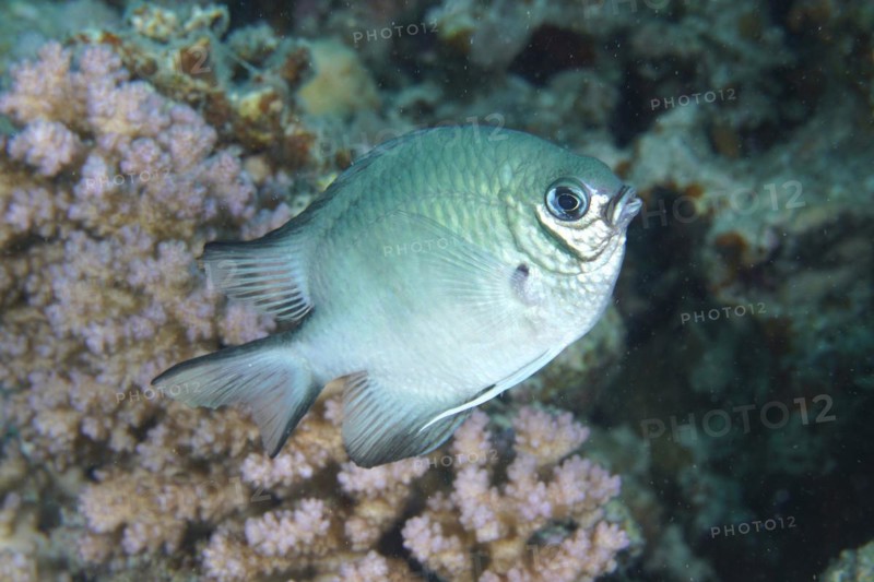 Maldives damselfish