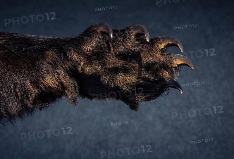 Black Bear Paw With sharp Claws in view