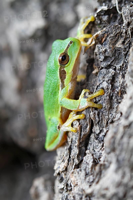 European tree frog