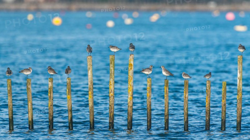 Grey Plover